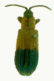   Callistola  habitus .  